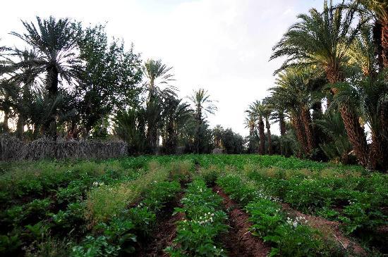 Ecolodge La Palmeraie Ouarzazate (Tajda)