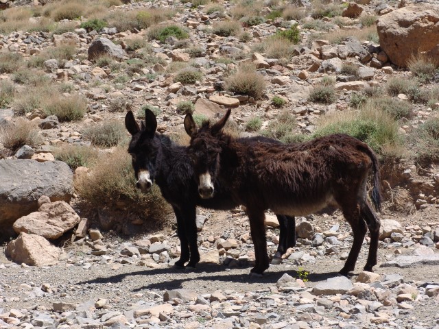 Traversée gorges du Todra - gorges du Dades